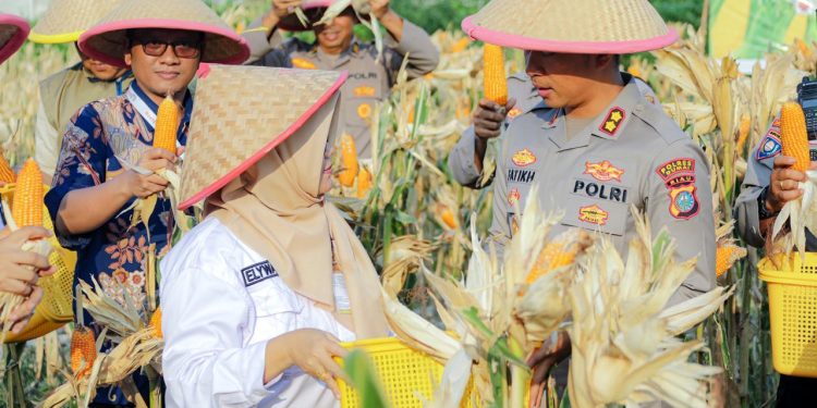 Panen Raya Jagung Pipil Kuartal III Polsek Kawasan Pelabuhan Dukung Swasembada Pangan Tahun 2026