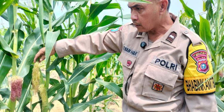 Progres Ketahanan Pangan, Pertumbuhan Jagung Pipil di Lahan PT SIR Menunjukkan Hasil Positif