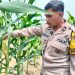 Progres Ketahanan Pangan, Pertumbuhan Jagung Pipil di Lahan PT SIR Menunjukkan Hasil Positif