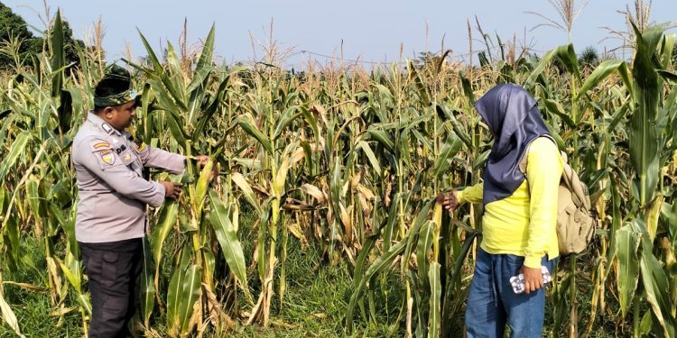 Polsek Rambah Cek Pertumbuhan Jagung Pipil, Dukung Program Ketahanan Pangan di Lahan 6 Hektare