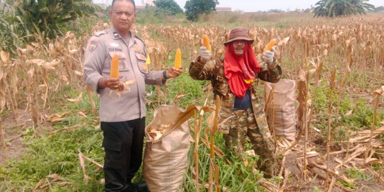 Polresta Pekanbaru Dorong Ketahanan Pangan, Polsek Binawidya Panen 1 Ton Jagung Pipil