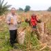 Polresta Pekanbaru Dorong Ketahanan Pangan, Polsek Binawidya Panen 1 Ton Jagung Pipil