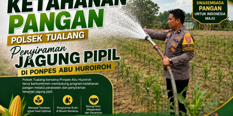 Ketahanan Pangan, Polsek Tualang Lakukan Penyiraman Jagung Pipil di Ponpes Abu Huroiroh