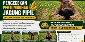 10 Hari Ditanam, Jagung Pipil di Ponpes Abu Huroiroh Tumbuh 15 Cm, Polsek Tualang Lakukan Pengecekan Wujud Ketahanan Pangan