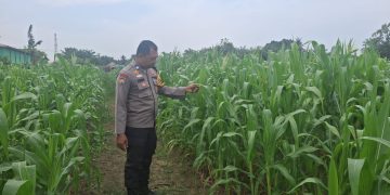 Dukung Ketahanan Pangan Nasional, Bhabinkamtibmas Tapung Hilir Pantau Perkembangan Lahan Jagung Produktif Desa Cinta Damai