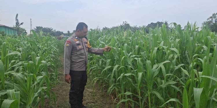 Dukung Ketahanan Pangan Nasional, Bhabinkamtibmas Tapung Hilir Pantau Perkembangan Lahan Jagung Produktif Desa Cinta Damai