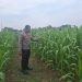 Dukung Ketahanan Pangan Nasional, Bhabinkamtibmas Tapung Hilir Pantau Perkembangan Lahan Jagung Produktif Desa Cinta Damai