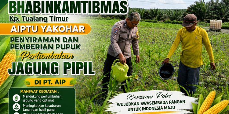 Jaga Pertumbuhan Jagung Pipil Dalam Rangka Ketahanan Pangan, Bhabinkamtibmas dan PT AIP Rutin Lakukan Penyiraman