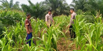 Polsek Kuantan Mudik Cek Tanaman Jagung, Dukung Swasembada Pangan 2026