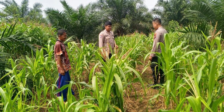 Polsek Kuantan Mudik Cek Tanaman Jagung, Dukung Swasembada Pangan 2026