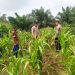 Polsek Kuantan Mudik Cek Tanaman Jagung, Dukung Swasembada Pangan 2026