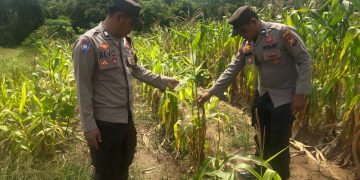Polsek Bunut Cek Lahan Ketapang Program Ketahanan Pangan di Desa Petani