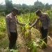 Polsek Bunut Cek Lahan Ketapang Program Ketahanan Pangan di Desa Petani