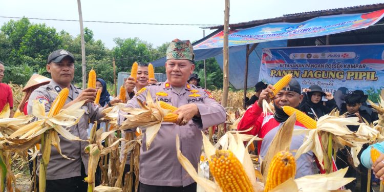 Kapolsek Kampar kembali melakukan Kegiatan Panen Jagung Pipil di Lahan Kelompok Tani Wanita “Manggis”.