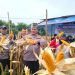 Kapolsek Kampar kembali melakukan Kegiatan Panen Jagung Pipil di Lahan Kelompok Tani Wanita “Manggis”.