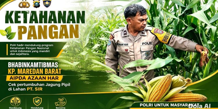 Ketahanan Pangan, Bhabinkamtibmas Pastikan Jagung Pipil di Lahan 2 Hektare Tumbuh Merata