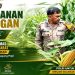 Ketahanan Pangan, Bhabinkamtibmas Pastikan Jagung Pipil di Lahan 2 Hektare Tumbuh Merata
