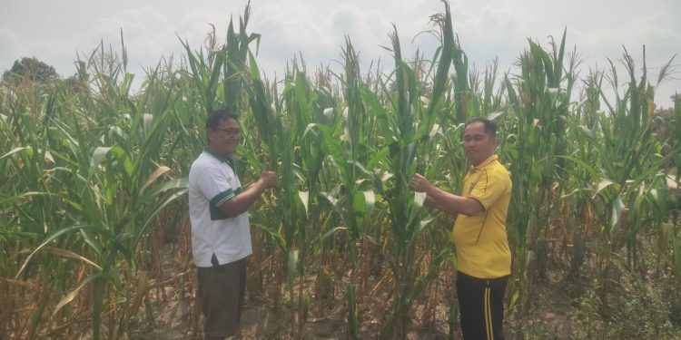 Bhabinkamtibmas Polsek Bandar Sei Kijang Monitoring Lahan Jagung Pipil Program Ketahanan Pangan di Desa Lubuk Ogung