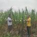 Bhabinkamtibmas Polsek Bandar Sei Kijang Monitoring Lahan Jagung Pipil Program Ketahanan Pangan di Desa Lubuk Ogung
