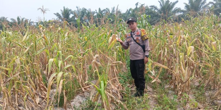 Bhabinkamtibmas Polsek Ukui Monitoring Lahan Jagung Pipil Kelompok Tani Maju Bersama Terdampak Kekeringan