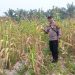 Bhabinkamtibmas Polsek Ukui Monitoring Lahan Jagung Pipil Kelompok Tani Maju Bersama Terdampak Kekeringan