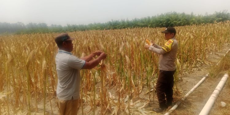 Polsek Bunut Monitoring Lahan Jagung Pipil PT. Serikat Putra, Pertumbuhan Tanaman Berkembang Baik
