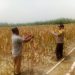 Polsek Bunut Monitoring Lahan Jagung Pipil PT. Serikat Putra, Pertumbuhan Tanaman Berkembang Baik