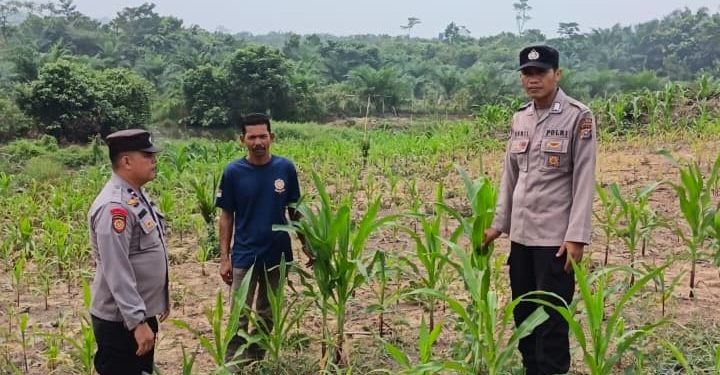 Dukung Swasembada Pangan 2026, Polsek Kuantan Mudik Cek Pertumbuhan Jagung di Desa Bukit Pedusunan