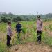 Dukung Swasembada Pangan 2026, Polsek Kuantan Mudik Cek Pertumbuhan Jagung di Desa Bukit Pedusunan