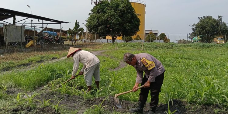 Gerakan Ketahanan Pangan, Polri dan PT AIP Bersihkan Area Tanaman Jagung