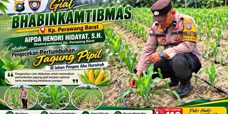 Jaga Ketahanan Pangan, Bhabinkamtibmas Pantau Jagung Pipil Usia 30 Hari di Ponpes Abu Huroiroh