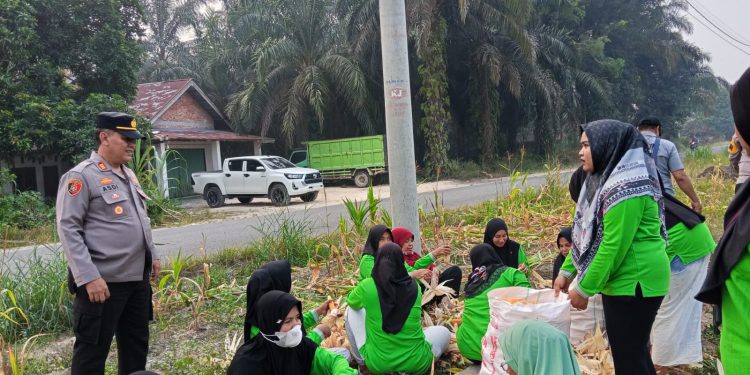 Kapolsek Kampar Kembali Tunjukkan Komitmen Dukung Swasembada Pangan 2026, Panen Jagung Bersama KWT di Padang Mutung