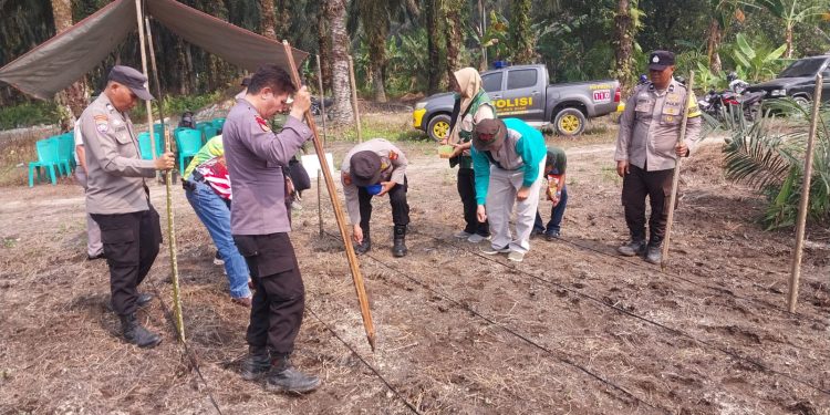 POLISI TURUN KE LAHAN! 4 HEKTARE JAGUNG DITANAM, KETAHANAN PANGAN DI KANDIS DIGENJOT