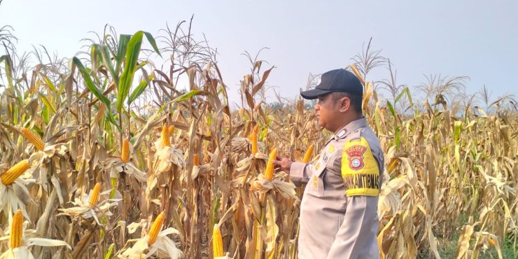 Jagung 6 Hektare di Rambah Siap Panen, Polsek Rambah Pastikan Program Ketahanan Pangan Berjalan