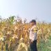Jagung 6 Hektare di Rambah Siap Panen, Polsek Rambah Pastikan Program Ketahanan Pangan Berjalan