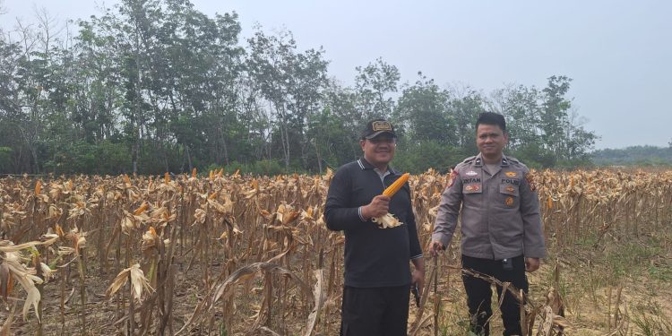 Polsek Benai Cek Tanaman Jagung, Dukung Ketahanan Pangan Menuju Swasembada Pangan 2026