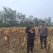 Polsek Benai Cek Tanaman Jagung, Dukung Ketahanan Pangan Menuju Swasembada Pangan 2026