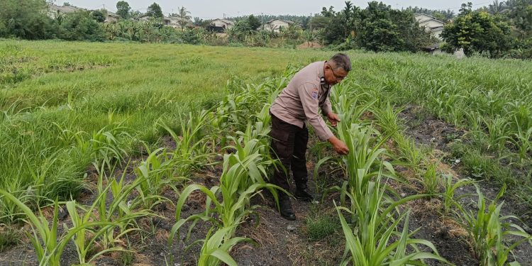 Pertumbuhan Jagung Pipil Merata, Bhabinkamtibmas Tualang Timur Cek Ketahanan Pangan di Lahan PT AIP
