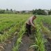 Pertumbuhan Jagung Pipil Merata, Bhabinkamtibmas Tualang Timur Cek Ketahanan Pangan di Lahan PT AIP