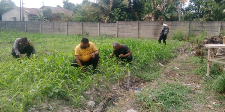 Polresta Pekanbaru Dorong Swasembada Pangan, Personel Polsek Binawidya Aktif Rawat Tanaman Jagung