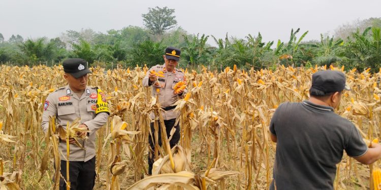 Dukung Swasembada Pangan 2026, Polsek Benai Panen Jagung Pipil Bersama Kelompok Tani