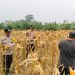 Dukung Swasembada Pangan 2026, Polsek Benai Panen Jagung Pipil Bersama Kelompok Tani