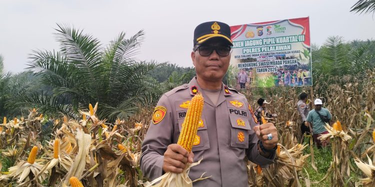 PANEN JAGUNG PIPIL KUARTAL III, POLRES PELALAWAN DUKUNG KETAHANAN PANGAN DI SIALANG INDAH