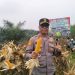 PANEN JAGUNG PIPIL KUARTAL III, POLRES PELALAWAN DUKUNG KETAHANAN PANGAN DI SIALANG INDAH