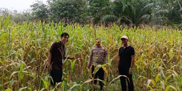 Polsek Kuantan Mudik Cek Perkembangan Jagung Pipil, Dukung Swasembada Pangan 2026
