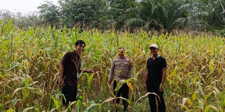 Polsek Kuantan Mudik Cek Perkembangan Jagung Pipil, Dukung Swasembada Pangan 2026