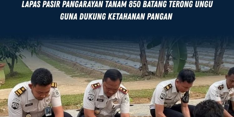 Optimalkan Pembinaan bagi Warga Binaan, Lapas Pasir Pangarayan Tanam 850 Batang Terong Ungu Guna Dukung Ketahanan Pangan