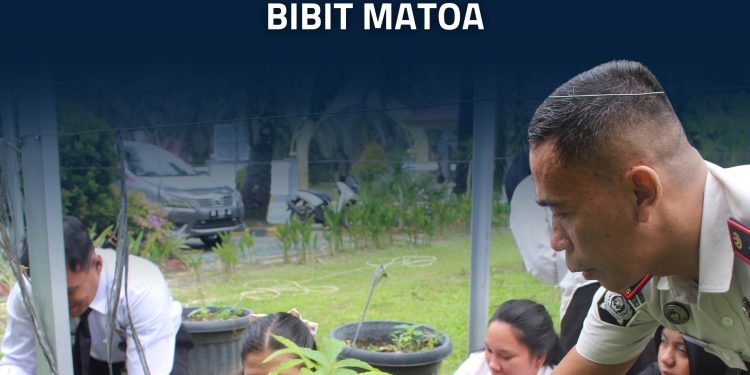 Hijaukan Lingkungan, Lapas Terbuka Kelas III Rumbai Tanam Bibit Matoa