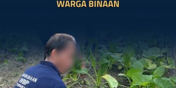 Panen Sawi Bersama, Lapas Terbuka Rumbai Dorong Produktivitas Warga Binaan