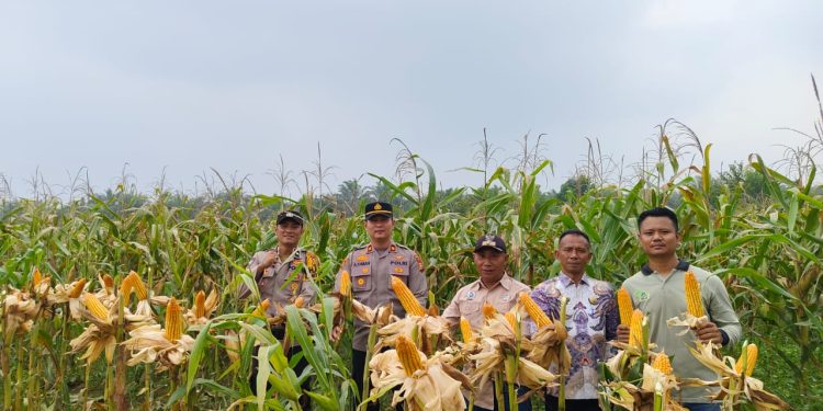 Panen Jagung di Desa Petai, Polsek Singingi Hilir Dukung Swasembada Pangan